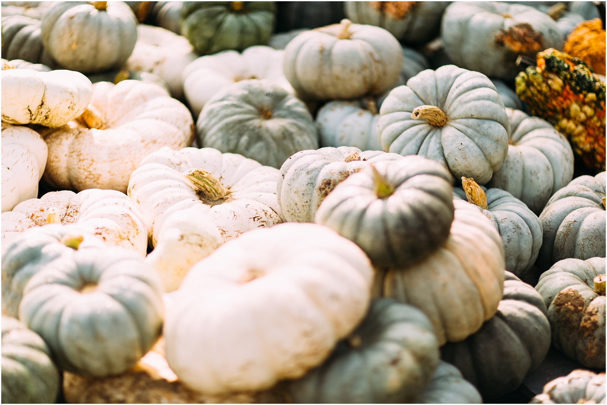 Blue and white pumpkins at Priddy Farms in Memphis, TN